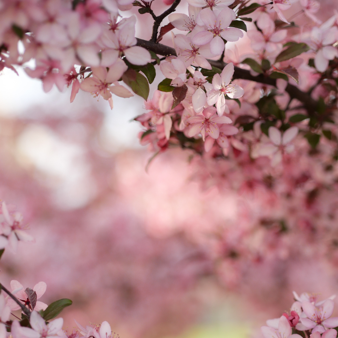 Japanese Cherry Blossom  (8 oz) Nature-Esque