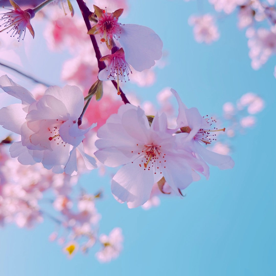 Japanese Cherry Blossom | FEELING RELIEVED Nature-Esque