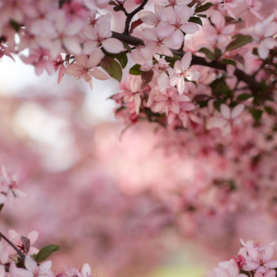 Japanese Cherry Blossom  (8 oz) Nature-Esque