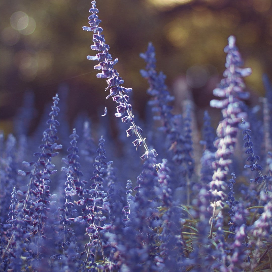 Oakmoss & Lavender | STRENGTH Nature-Esque
